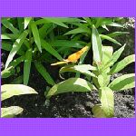 Butterflies - Zoo.jpg